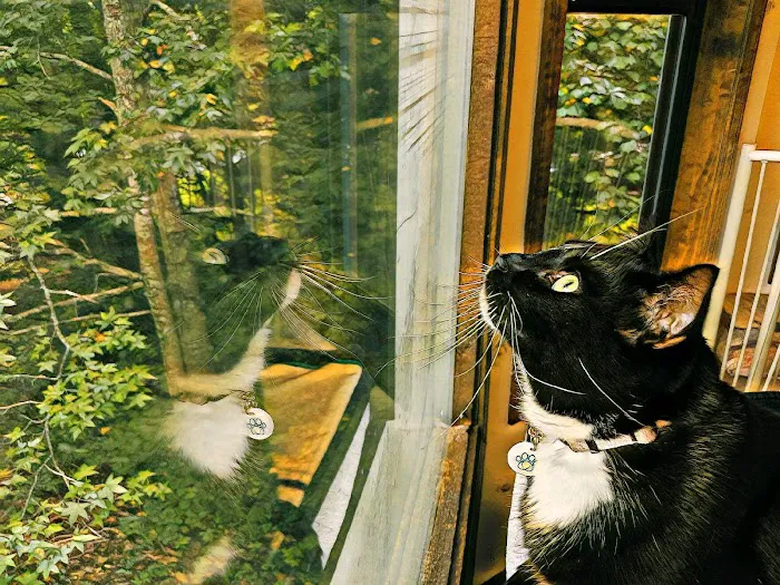Cat Clinic of Woodstock Picture 8