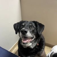 Animal Hospital of Towne Lake ico