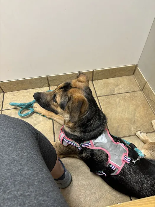 Animal Hospital of Towne Lake Picture 2