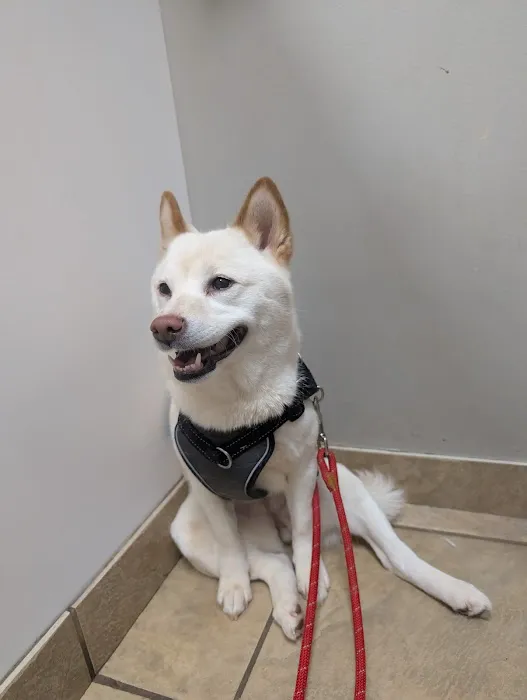 Animal Hospital of Towne Lake Picture 4