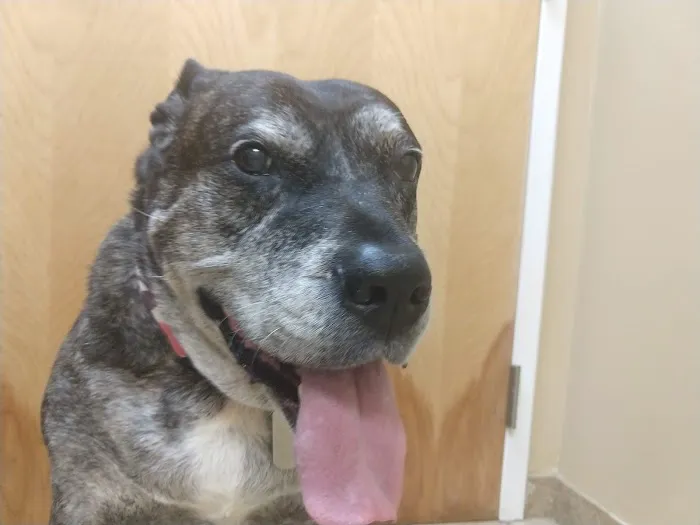 Animal Hospital of Towne Lake Picture 8