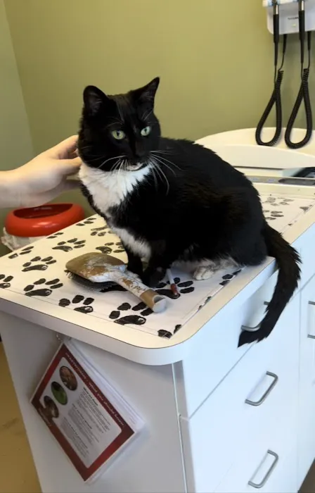 Affordable Vet Center Picture 3
