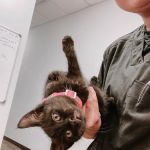 Express Vets Cumming