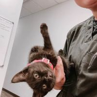 Express Vets Cumming ico