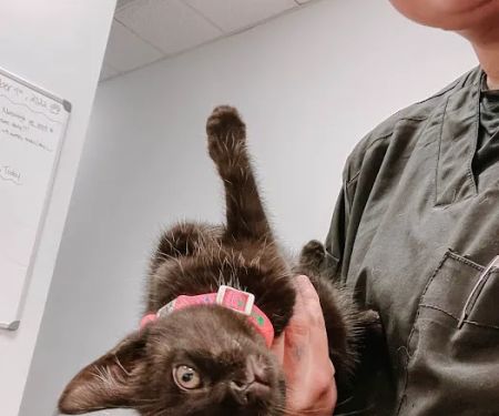Express Vets Cumming