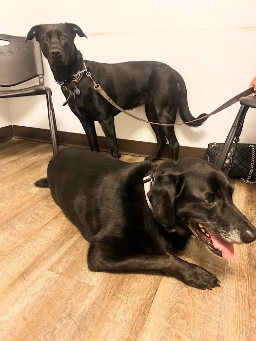 Express Vets Cumming Picture 4