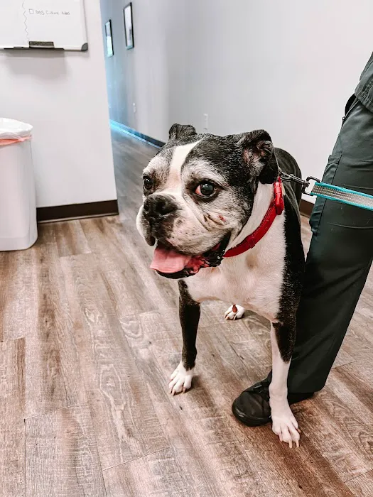 Express Vets Cumming Picture 8