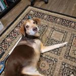Forsyth Animal Hospital