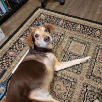 Forsyth Animal Hospital ico