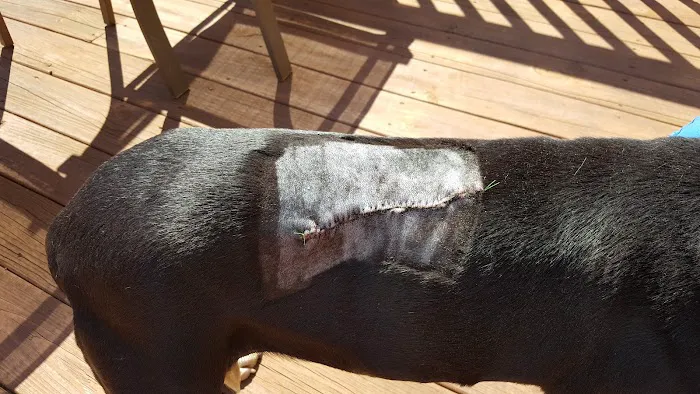 Forsyth Animal Hospital Picture 6