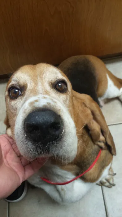 Forsyth Animal Hospital Picture 10