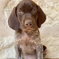 Vann's Ferry Animal Hospital ico