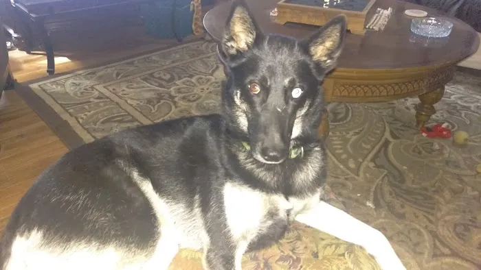 Vann's Ferry Animal Hospital Picture 2