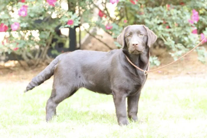 Best In Show Animal Hospital Picture 2