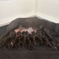 Best In Show Animal Hospital ico