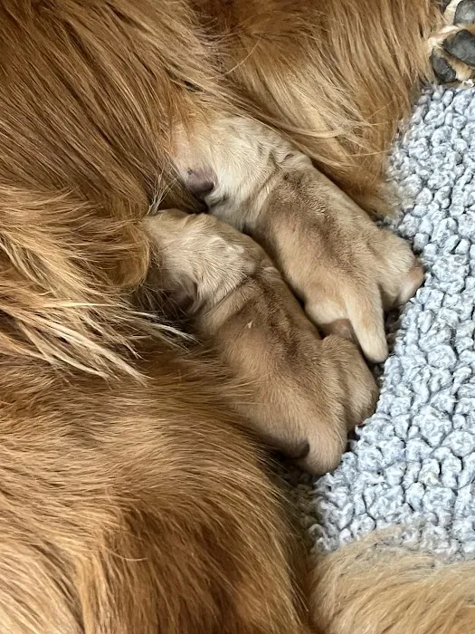 Best In Show Animal Hospital Picture 7
