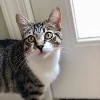 Family Tree Animal Clinic ico