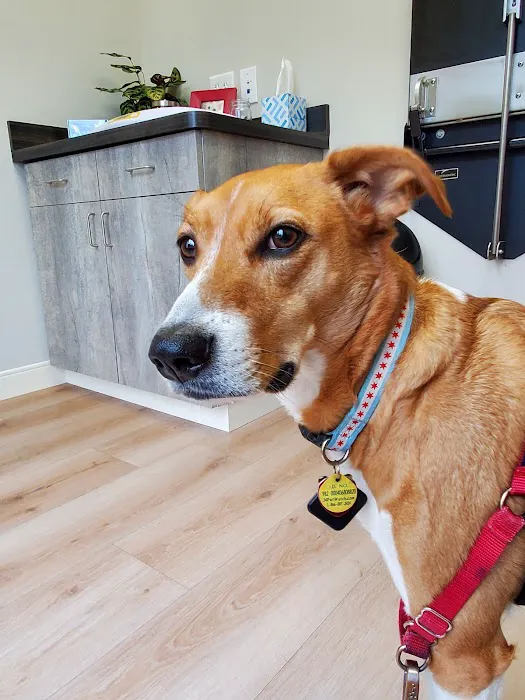 AWC Animal Wellness Clinic Picture 4