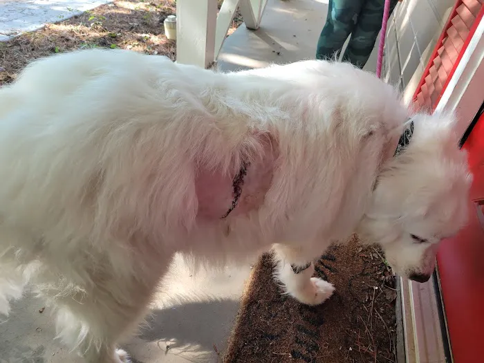 AWC Animal Wellness Clinic Picture 2