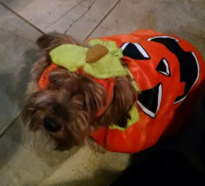 Sweetapple Animal Hospital Picture 1