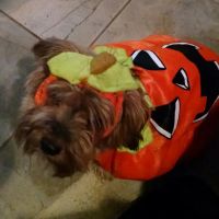 Sweetapple Animal Hospital ico