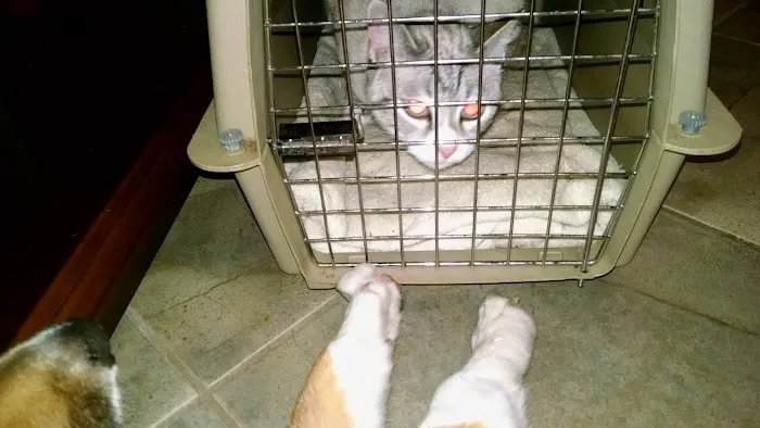 Sweetapple Animal Hospital Picture 4