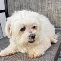 UrgentVet ico