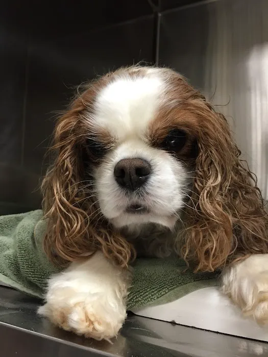 Cumming Veterinary Clinic Picture 1