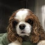 Cumming Veterinary Clinic