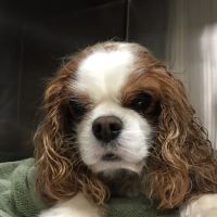 Cumming Veterinary Clinic ico