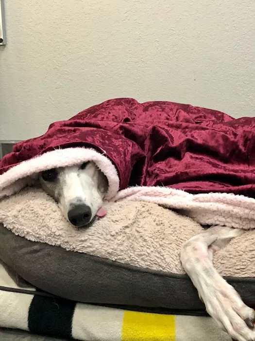Cumming Veterinary Clinic Picture 5