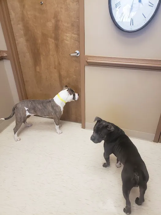 Crestview Animal Hospital & Emergency Picture 1