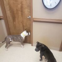 Crestview Animal Hospital & Emergency ico