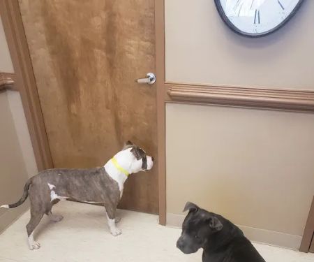 Crestview Animal Hospital & Emergency