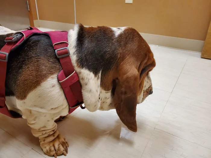 Crestview Animal Hospital & Emergency Picture 8