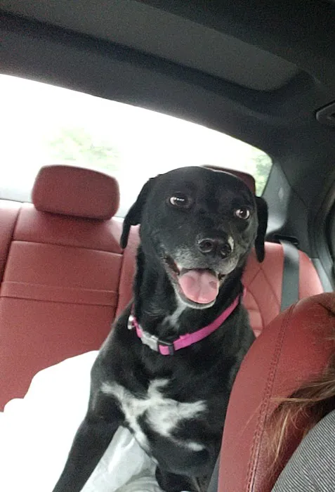Atlanta Animal Hospital Picture 7
