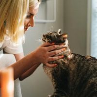 Vine Animal Hospital ico