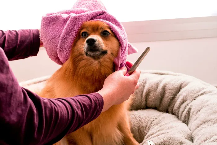 Vine Animal Hospital Picture 2