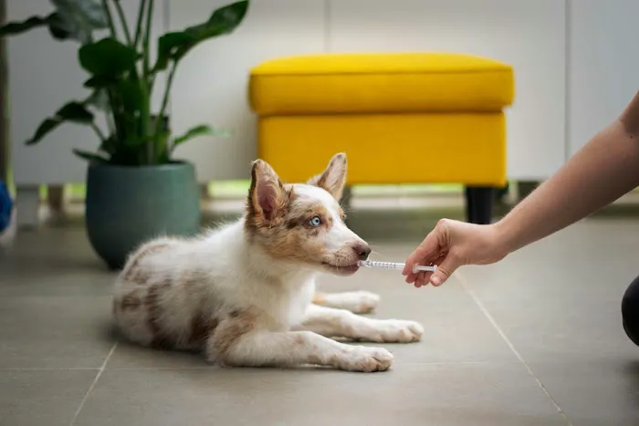 Vine Animal Hospital Picture 4