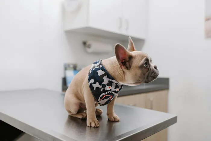 Vine Animal Hospital Picture 5