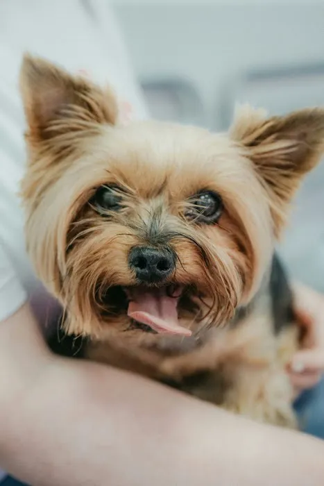 Vine Animal Hospital Picture 10