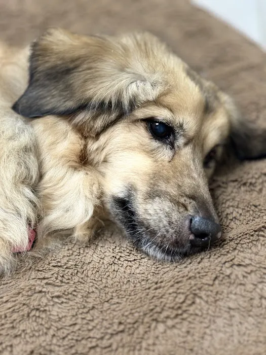 Midway Animal Hospital Picture 1