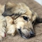 Midway Animal Hospital