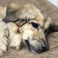 Midway Animal Hospital ico