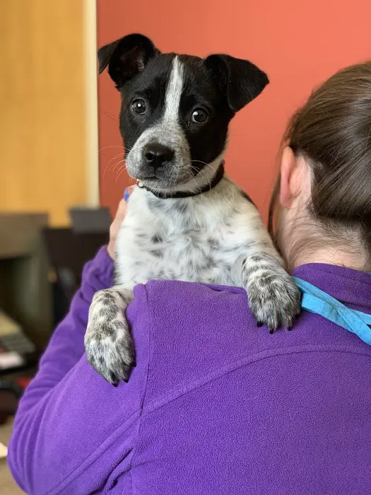 Midway Animal Hospital Picture 7