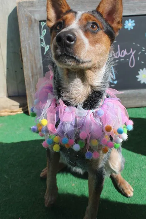 Barkfield Animal Hospital Picture 2