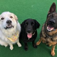Barkfield Animal Hospital ico
