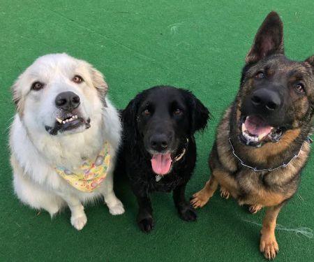 Barkfield Animal Hospital