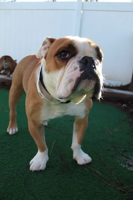 Barkfield Animal Hospital Picture 4