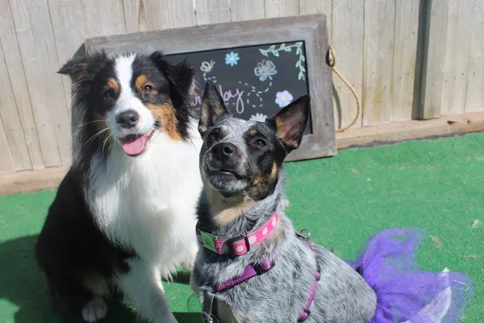 Barkfield Animal Hospital Picture 7